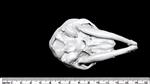 Cyclops Sheep (Cranium (Axial) - Ventral)