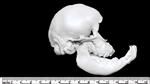 Cyclops Sheep (Cranium (Axial) - Right)