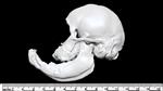 Cyclops Sheep (Cranium (Axial) - Left)