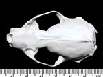 American Mink (Cranium (Axial) - Dorsal)