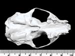 American Mink (Cranium (Axial) - Ventral)