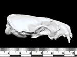 American Mink (Cranium (Axial) - Right)