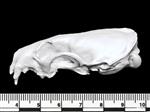 American Mink (Cranium (Axial) - Left)