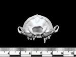 American Mink (Cranium (Axial) - Caudal)
