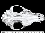 Domestic Dog (Cranium (Axial) - Ventral)