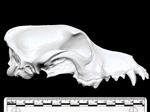 Domestic Dog (Cranium (Axial) - Right)