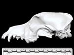 Domestic Dog (Cranium (Axial) - Left)
