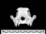 Domestic Dog (Cranium (Axial) - Cranial)
