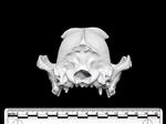 Domestic Dog (Cranium (Axial) - Caudal)