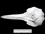 Dolphin (Cranium (Axial) - Dorsal)