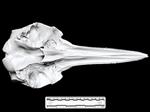 Dolphin (Cranium (Axial) - Ventral)