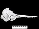 Dolphin (Cranium (Axial) - Right)
