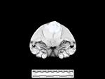 Dolphin (Cranium (Axial) - Cranial)