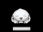 Dolphin (Cranium (Axial) - Caudal)