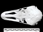 Ostrich (Cranium (Axial) - Dorsal)