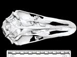 Ostrich (Cranium (Axial) - Ventral)