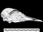 Ostrich (Cranium (Axial) - Right)