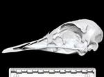 Ostrich (Cranium (Axial) - Left)