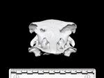 Ostrich (Cranium (Axial) - Cranial)