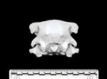 Ostrich (Cranium (Axial) - Caudal)