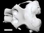 Asian Elephant (Cranium (Axial) - Dorsal)