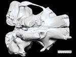Asian Elephant (Cranium (Axial) - Ventral)