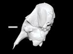 Asian Elephant (Cranium (Axial) - Left)