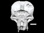 Asian Elephant (Cranium (Axial) - Caudal)
