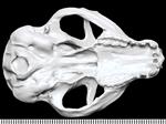 Bushbaby (Cranium (Axial) - Ventral)