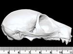 Bushbaby (Cranium (Axial) - Right)