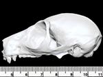 Bushbaby (Cranium (Axial) - Left)