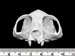 Bushbaby (Cranium (Axial) - Cranial)