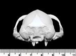 Bushbaby (Cranium (Axial) - Caudal)