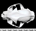 Bobcat (Cranium (Axial) - Dorsal)