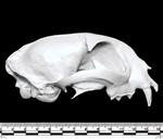 Bobcat (Cranium (Axial) - Right)
