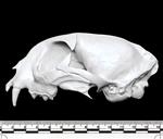 Bobcat (Cranium (Axial) - Left)
