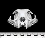 Bobcat (IMNH R-115  - Cranial)
