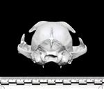 Bobcat (Cranium (Axial) - Caudal)