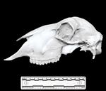 Domestic Sheep (Cranium (Axial) - Left)