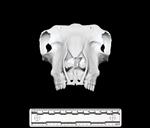 Domestic Sheep (Cranium (Axial) - Cranial)