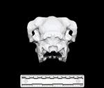 Domestic Sheep (Cranium (Axial) - Caudal)