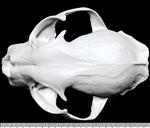 Canadian Lynx (Cranium (Axial) - Dorsal)