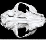 Canadian Lynx (Cranium (Axial) - Ventral)