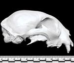 Canadian Lynx (Cranium (Axial) - Right)