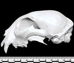 Canadian Lynx (Cranium (Axial) - Left)