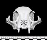 Canadian Lynx (Cranium (Axial) - Cranial)