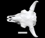 Bison (Cranium (Axial) - Dorsal)
