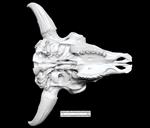 Bison (Cranium (Axial) - Ventral)