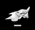 Bison (Cranium (Axial) - Left)