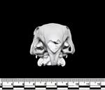 Agouti (Cranium (Axial) - Cranial)